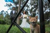 Сеть покорил кот, который подал кольца на свадьбе хозяина (ВИДЕО)