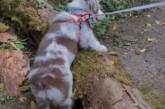 Новий хіт: смакота допомогла щеняті подолати велику колоду (ФОТО)