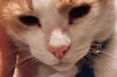 «Подсидел» коллег-собак: настырный кот стал официальным охранником больницы (ФОТО)