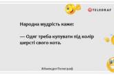 Чим більше ти любиш свого кота, тим менше він залишає місця на твоєму ліжку: смішні анекдоти про вусатих-хвостатих