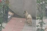Сторожевой пес поделился с бездомным котом едой и покорил Сеть (ВИДЕО)