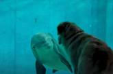 Новый хит: золотистый ретривер подружился с дельфином (ВИДЕО)