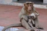 Смішна мавпа «усиновила» бродячого цуценя (ФОТО)