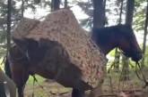 На Буковині затримали коня-контрабандиста: він перевозив сигарети