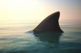 У Туреччині відпочиваючі злякалися «акули» та епічно відігнали її шваброю (ВІДЕО)