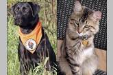 Пса-спасателя и трехлапого кота наградили за отвагу