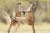 Веселі фотографії, надіслані на конкурс Comedy Wildlife Photography Awards 2021