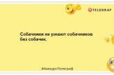 Успішний дятел досяг сам: веселі жарти про братів наших менших (ФОТО)