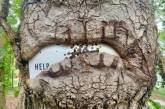 32 фотографії "голодних" дерев, що "пожирають" все, що виявилося поблизу (фото)