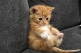 Интернет-пользователи делятся очаровательными фотографиями своих "незаконно маленьких кошек" (фото)