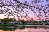Красивые фотографии цветущей сакуры в Японии (фото)