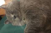Цей кумедний кіт після ночі з п'ятьма кішками потрапив під крапельницю (ФОТО)