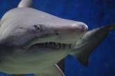 Блогер случайно снял на видео вблизи белую акулу (ВИДЕО)