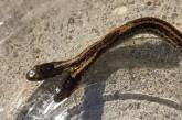 У США виявили рідкісну двоголову змію (ФОТО)