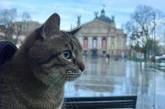 Кіт Степан повернувся до України та відкрив збір для допомоги тваринам (ФОТО)