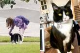 Мережа підкорив кіт, який щодня проводжає маленьку господиню до школи (відео)