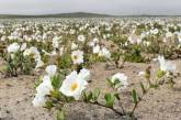 В самой засушливой пустыне распустились цветы. ФОТО