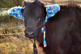 А ви знали, що фермери захищають корів від обмороження за допомогою таких чарівних навушників? (Фото)