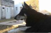 Более 10 лет собака каждый день посещает могилу хозяина. ФОТО