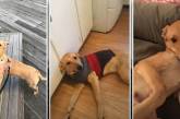 Бездомная собака из Запорожья появилась на страницах американского глянца (ВИДЕО)