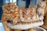 Забавных котиков вам в ленту (ФОТО)