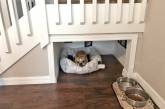 Заядлый собачник построил для своего питомца отдельную спальную комнату
