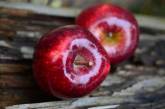Вчені з'ясували, як одне яблуко на день впливає на здоров'я