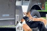 Очаровательные собаки, которых водители курьерской службы UPS встречают на своём пути (фото)