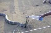 Мережа здивувала кобра, яка проковтнула пластикову пляшку (ВІДЕО)