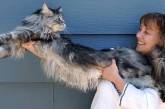 123-сантиметровый кот попал в Книгу рекордов Гиннесса