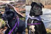 Фотографии "до и после", показывающие, как милые щенки превращаются в прекрасных собак 