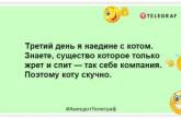 Ідея для бренду наповнювача для котячих туалетів - "Коту під хвіст": жарти про домашніх вихованців (ФОТО)