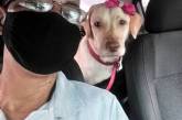 Водитель службы такси для домашних животных делает селфи с каждым из своих очаровательных пассажиров 