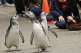 Ученые выяснили, что гомосексуальные союзы среди пингвинов недолговечны