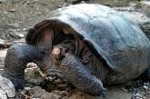Мережа підкорили спроби цуценя потоваришувати з черепахою (ВІДЕО)
