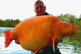 Во Франции поймали самую большую золотую рыбку (ВИДЕО)