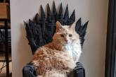 Американець зробив для свого кота "Залізний трон" (фото)