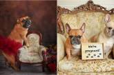 Для пари собак, що очікує поповнення в сім'ї, влаштували кумедну фотосесію (ФОТО)