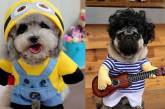 Сеть рассмешили собаки в забавных костюмах (ФОТО)