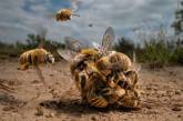 Вражаючі фотографії-переможці фотоконкурсу BigPicture Natural World 2022 (фото)