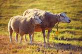 На ферме в Монголии овцы начали непрерывно ходить по кругу (ВИДЕО)