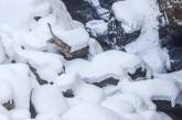Невловимий сніговий барс потрапив до об'єктиву фотографа