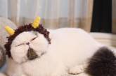 Знайдено найсонніший кіт у світі (ФОТО)