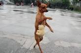 Китайская собака научилась ходить на задних лапах, а в передних - носить сумочку