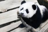 Самец панды в нидерландском зоопарке оказался самкой 