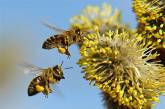 Пчелы решают математические задачи быстрее, чем компьютеры