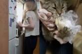Мережа насмішила відчайдушна спроба кота вкрасти картопля з холодильника (ВІДЕО)