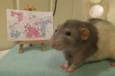 Пацюк, який вміє малювати, став зіркою Мережі (ФОТО)