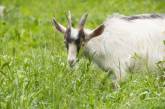 На Запоріжжі коза «знешкодила» кількох окупантів
