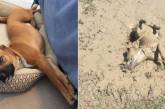 Как выглядят собаки до и после прогулки: забавные фото 